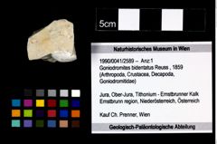 Foto (Objekt + Etikett) von Goniodromites bidentatus (Reuss, 1859)  (NHMW-GEO-1990-0041-2589)